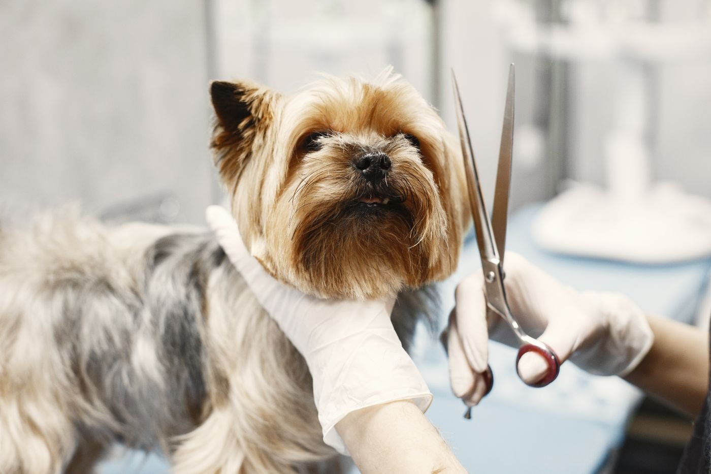 Dog groomer carefully shaping a small dog's coat