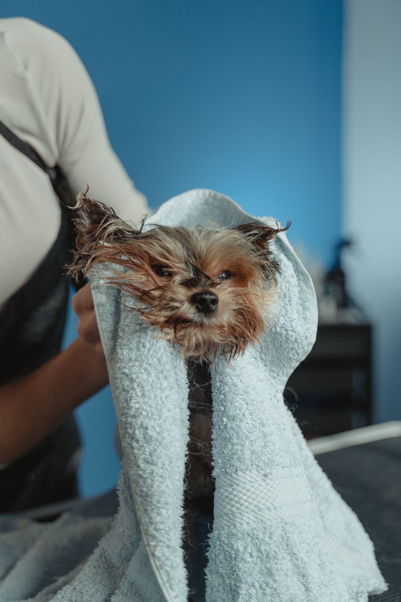 Calm, bright dog grooming salon interior